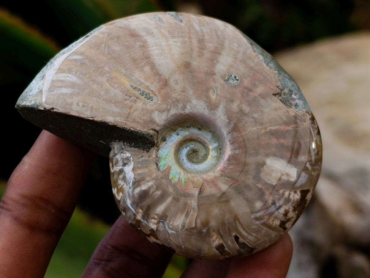 Polished Cleoniceras Red Ammolite Opalized Ammonite Fossils x 2 From Tulear, Madagascar