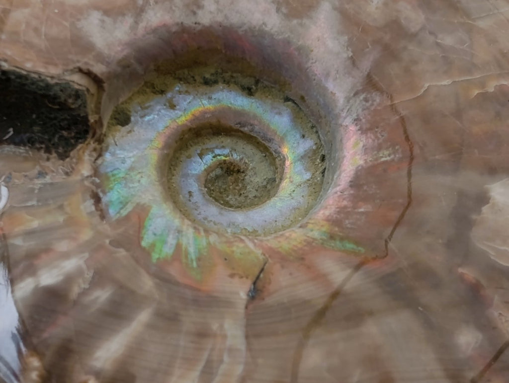 Polished Cleoniceras Red Ammolite Opalized Ammonite Fossils x 2 From Tulear, Madagascar