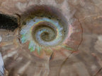 Polished Cleoniceras Red Ammolite Opalized Ammonite Fossils x 2 From Tulear, Madagascar