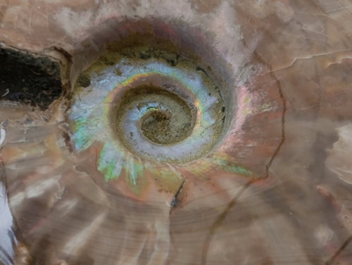 Polished Cleoniceras Red Ammolite Opalized Ammonite Fossils x 2 From Tulear, Madagascar