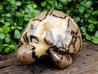 Hand Made Large Septerye Tortoise Carving x 1 From Mahajanga, Madagascar