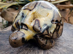 Hand Made Large Septerye Tortoise Carving x 1 From Mahajanga, Madagascar