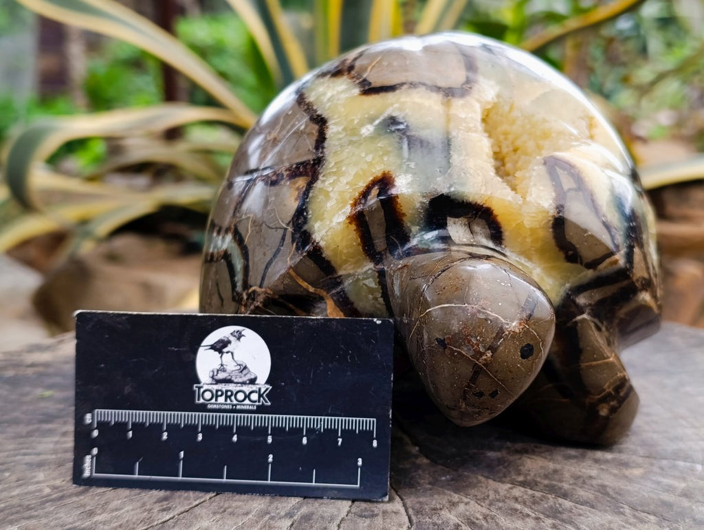 Hand Made Large Septerye Tortoise Carving x 1 From Mahajanga, Madagascar