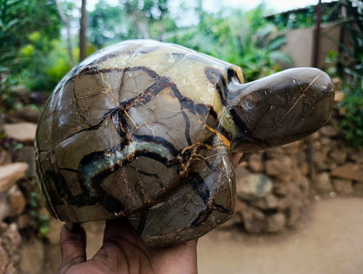 Hand Made Large Septerye Tortoise Carving x 1 From Mahajanga, Madagascar