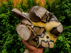 Hand Made Large Septerye Tortoise Carving x 1 From Mahajanga, Madagascar