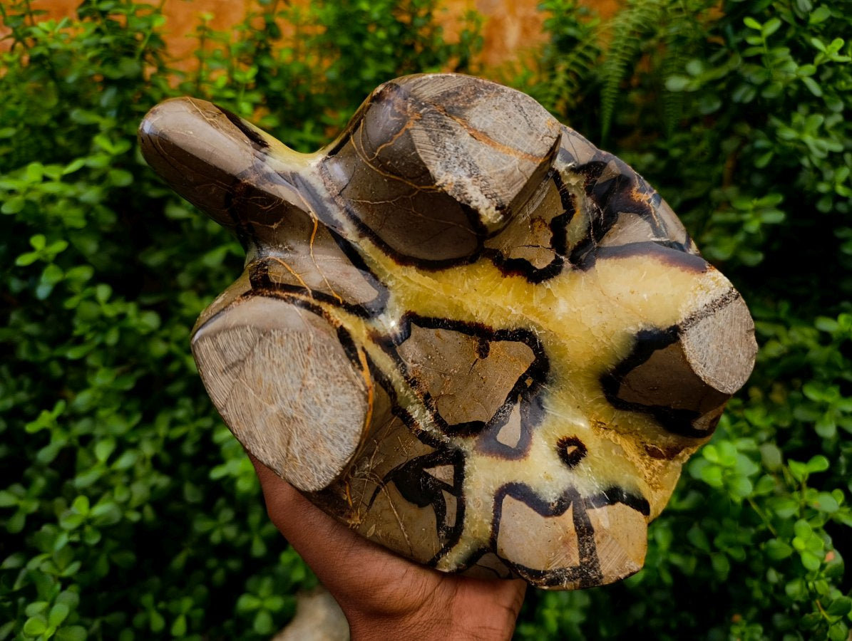 Hand Made Large Septerye Tortoise Carving x 1 From Mahajanga, Madagascar