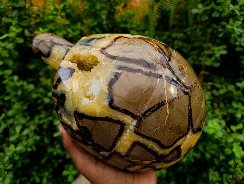 Hand Made Large Septerye Tortoise Carving x 1 From Mahajanga, Madagascar