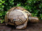 Hand Made Large Septerye Tortoise Carving x 1 From Mahajanga, Madagascar