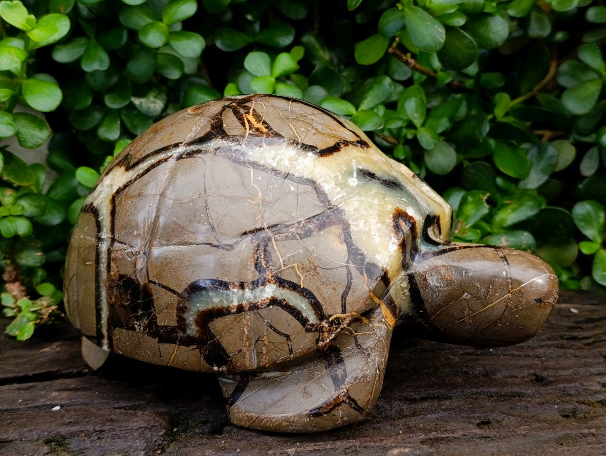 Hand Made Large Septerye Tortoise Carving x 1 From Mahajanga, Madagascar