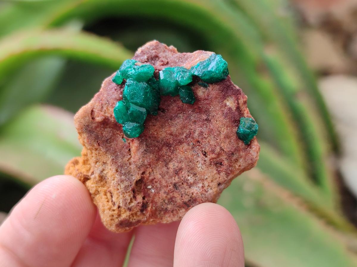 Natural Mini Dioptase on Dolomite Specimens x 24 From Likasi, Congo