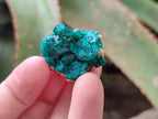 Natural Mini Dioptase on Dolomite Specimens x 24 From Likasi, Congo