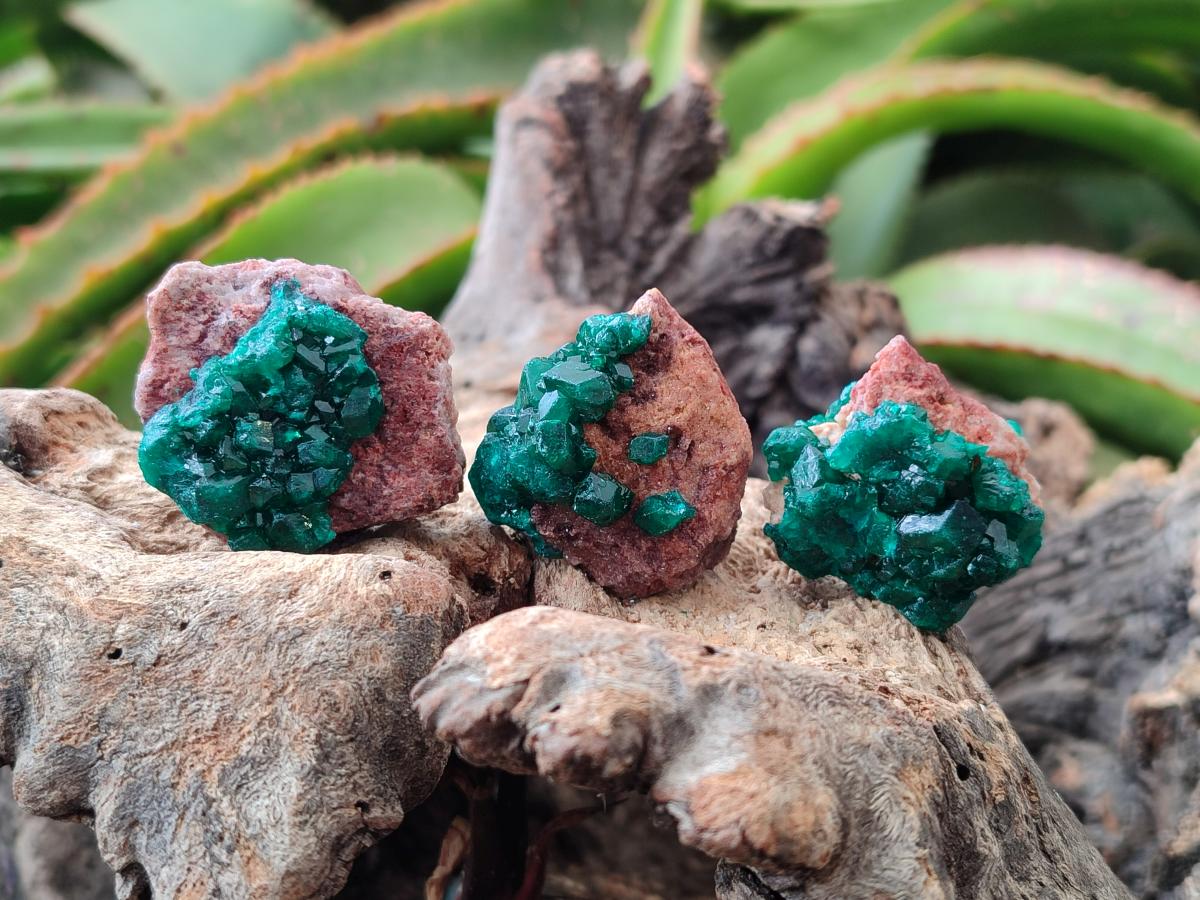 Natural Mini Dioptase on Dolomite Specimens x 24 From Likasi, Congo
