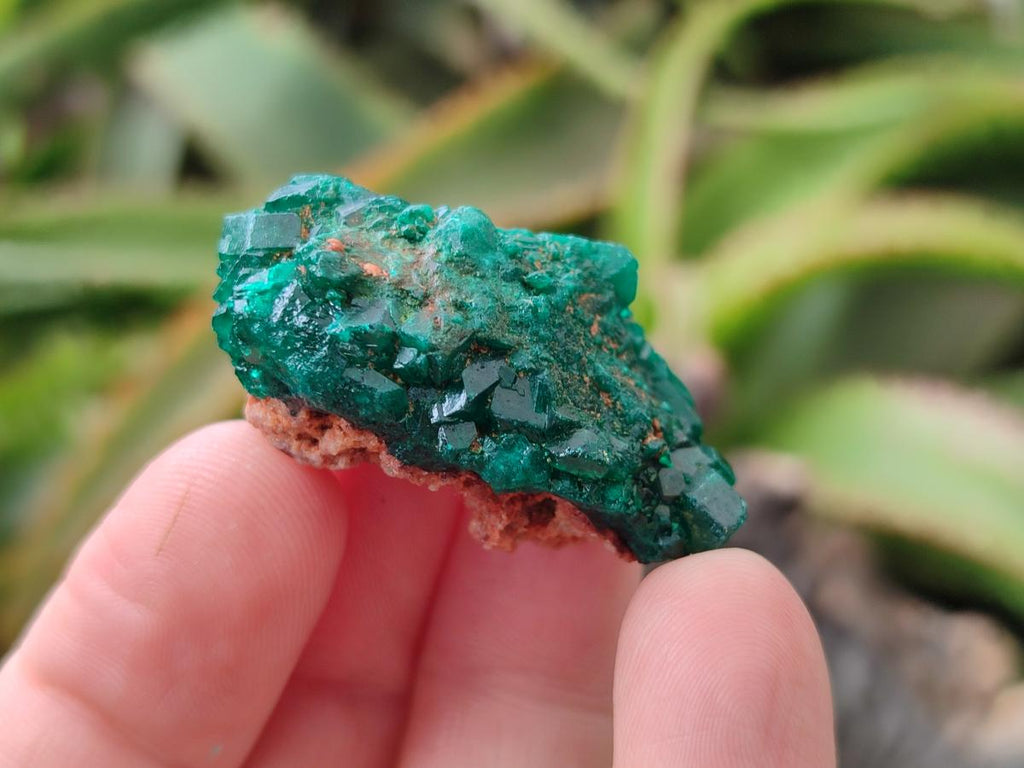 Natural Mini Dioptase on Dolomite Specimens x 24 From Likasi, Congo