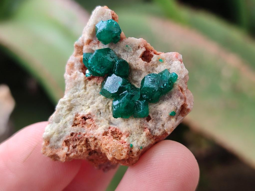 Natural Mini Dioptase on Dolomite Specimens x 24 From Likasi, Congo