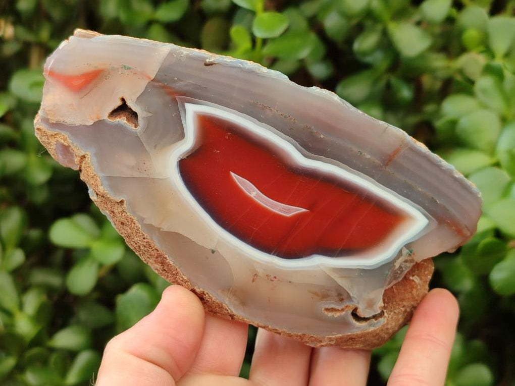 Polished Red Shashe River Agate Nodules x 2 From Shashe River, Zimbabwe