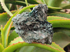 Natural Libethenite Crystals On Dolomite Matrix Specimens x 7 From Shituru, Congo