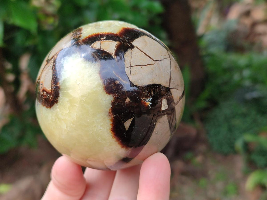 Polished Septerye Spheres x 2 From Mahajanga, Madagascar