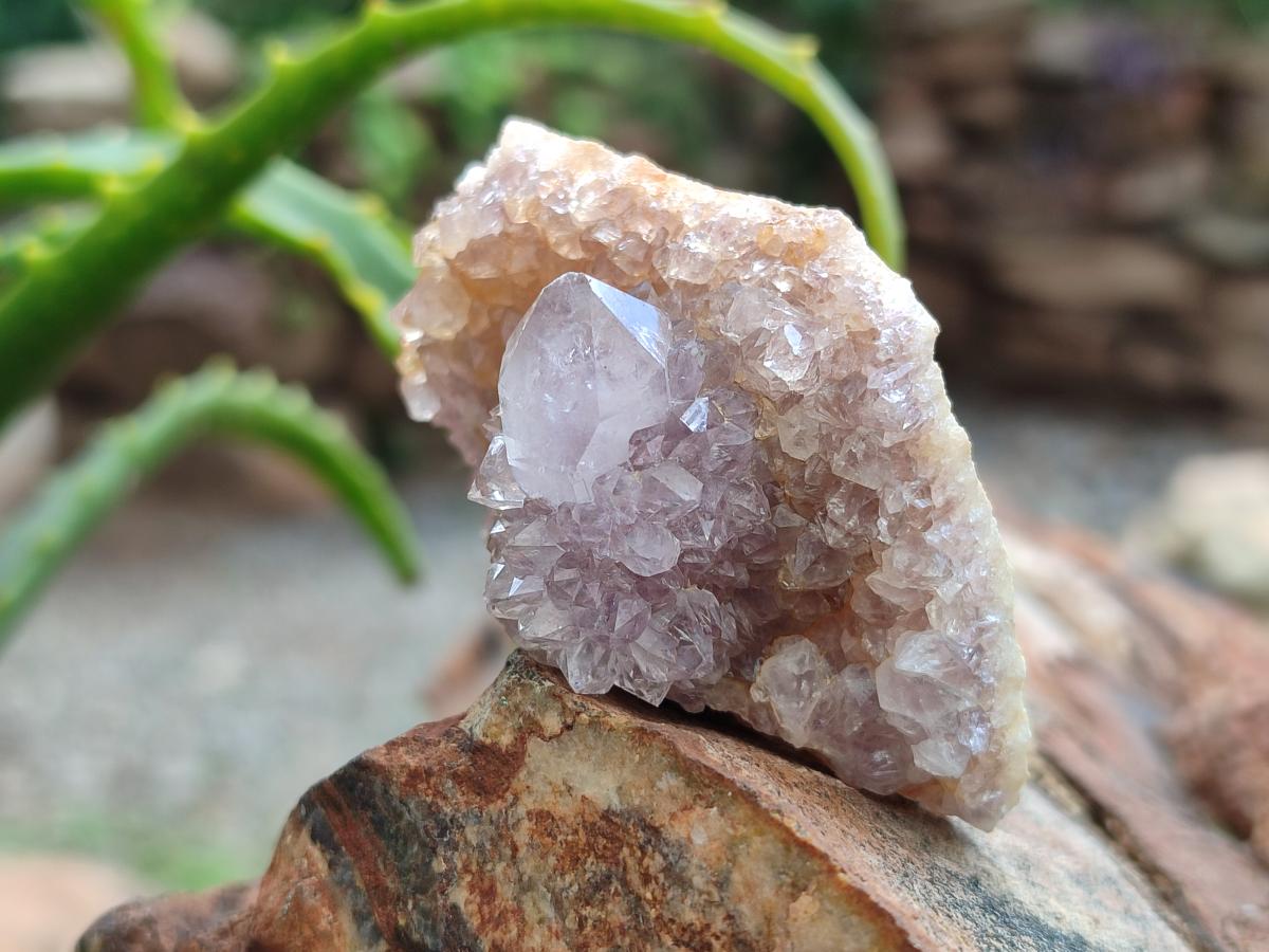 Natural Amethyst Spirit Crystals x 21 From Boekenhouthoek, South Africa