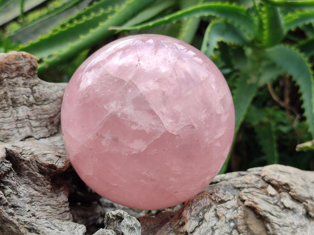 Polished Large Gemmy Star Rose Quartz Sphere x 1 From Madagascar