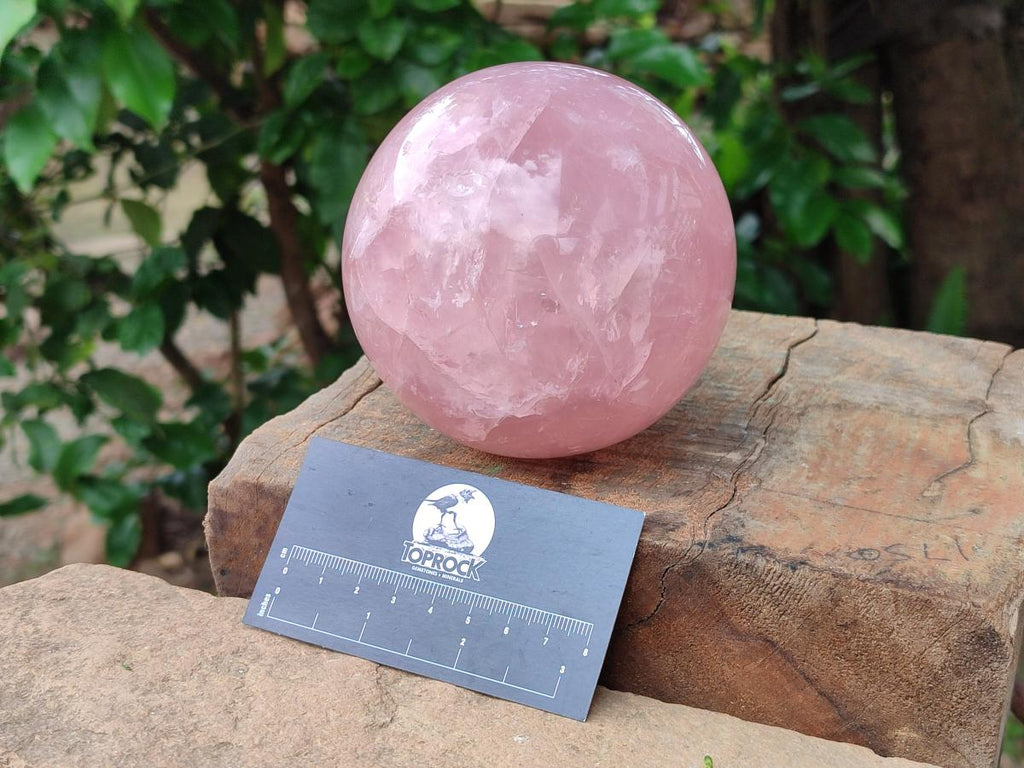 Polished Large Gemmy Star Rose Quartz Sphere x 1 From Madagascar