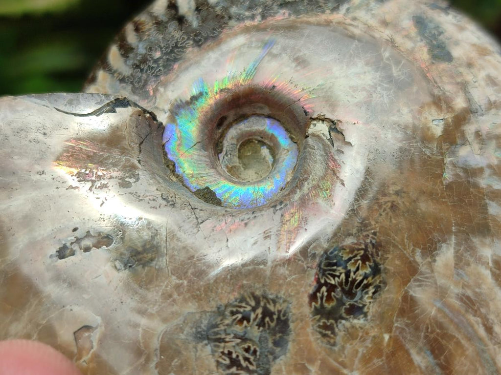 Polished Cleoniceras Red Ammolite Opalized Ammonite Fossils x 2 From Tulear, Madagascar