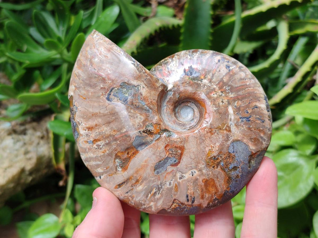 Polished Cleoniceras Red Ammolite Opalized Ammonite Fossils x 2 From Tulear, Madagascar