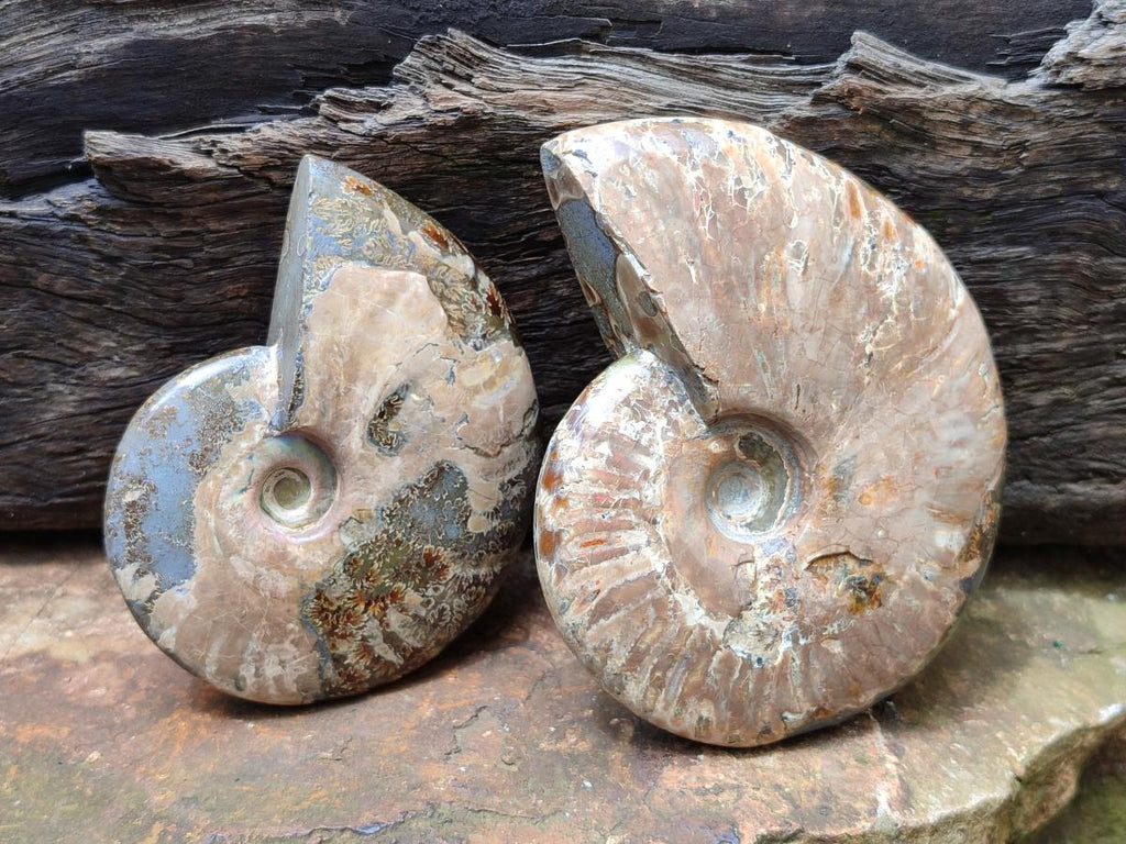 Polished Cleoniceras Red Ammolite Opalized Ammonite Fossils x 2 From Tulear, Madagascar