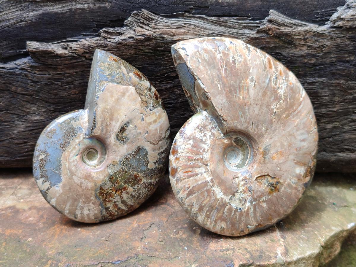 Polished Cleoniceras Red Ammolite Opalized Ammonite Fossils x 2 From Tulear, Madagascar