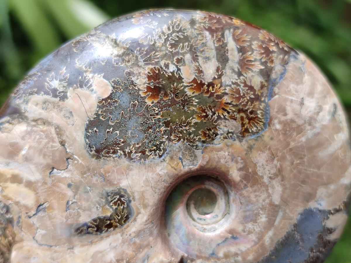 Polished Cleoniceras Red Ammolite Opalized Ammonite Fossils x 2 From Tulear, Madagascar