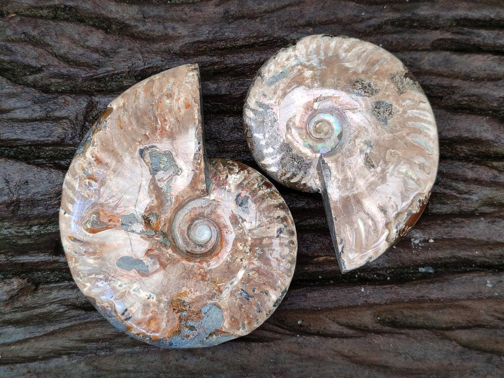 Polished Cleoniceras Red Ammolite Opalized Ammonite Fossils x 2 From Tulear, Madagascar