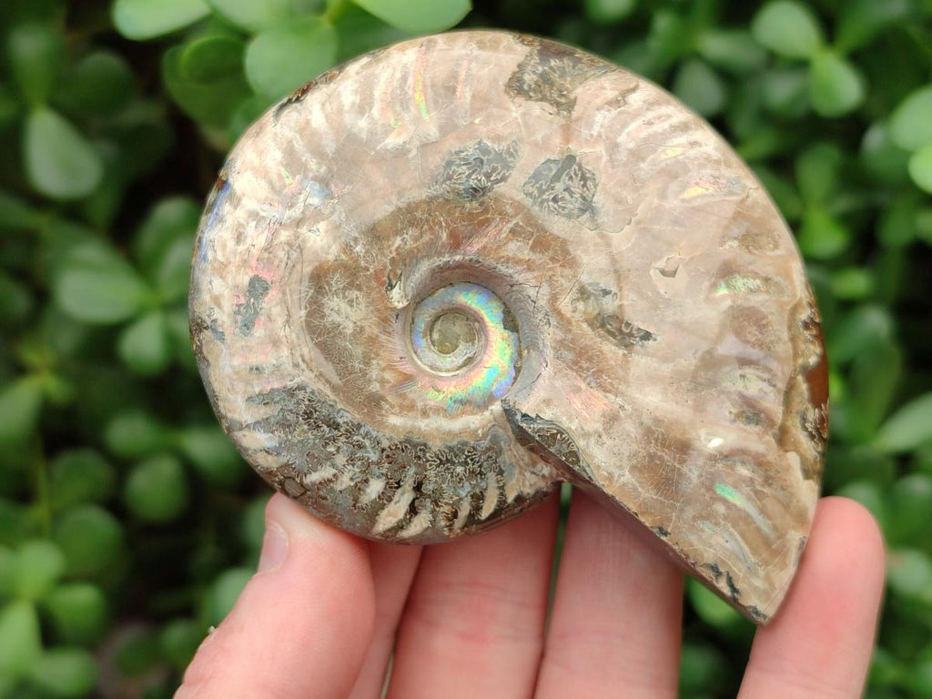 Polished Cleoniceras Red Ammolite Opalized Ammonite Fossils x 2 From Tulear, Madagascar