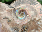 Polished Cleoniceras Red Ammolite Opalized Ammonite Fossils x 2 From Tulear, Madagascar