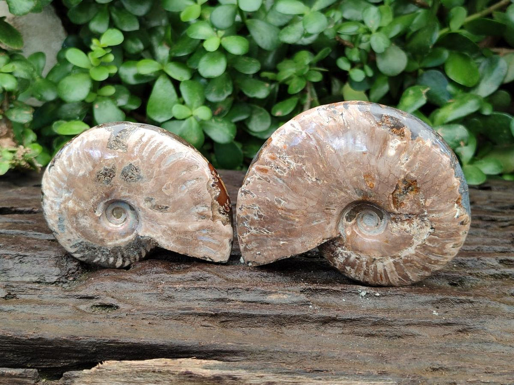 Polished Cleoniceras Red Ammolite Opalized Ammonite Fossils x 2 From Tulear, Madagascar