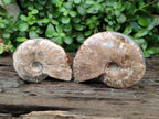 Polished Cleoniceras Red Ammolite Opalized Ammonite Fossils x 2 From Tulear, Madagascar