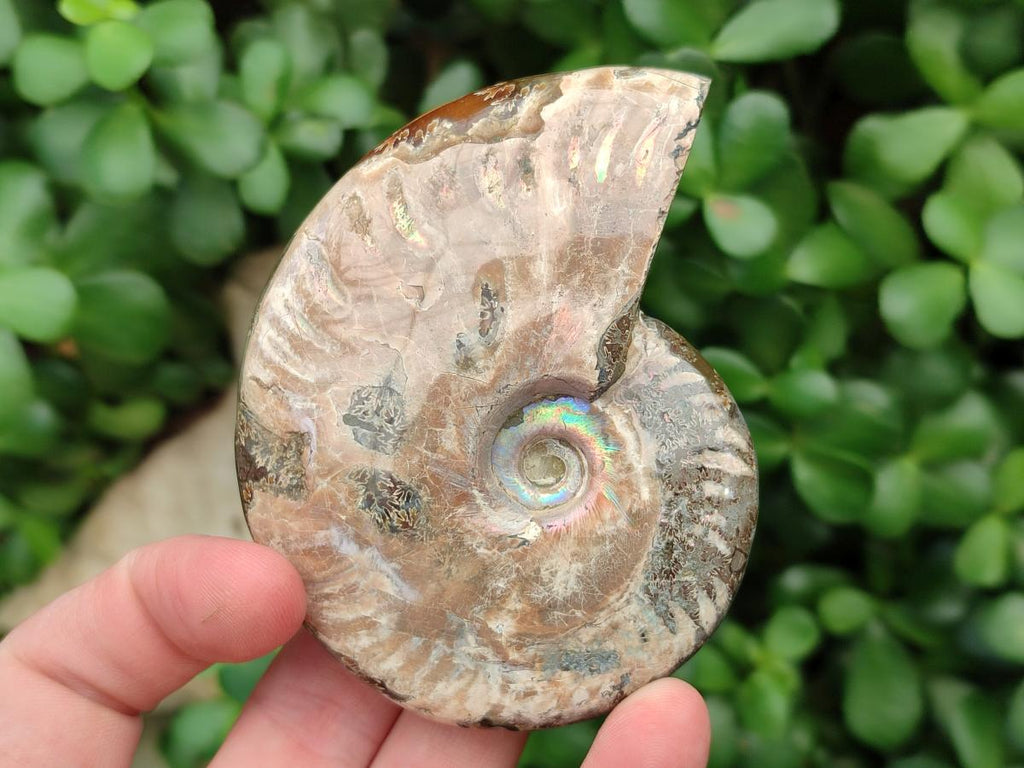 Polished Cleoniceras Red Ammolite Opalized Ammonite Fossils x 2 From Tulear, Madagascar