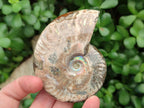 Polished Cleoniceras Red Ammolite Opalized Ammonite Fossils x 2 From Tulear, Madagascar