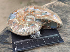 Polished Cleoniceras Red Ammolite Opalized Ammonite Fossils x 2 From Tulear, Madagascar