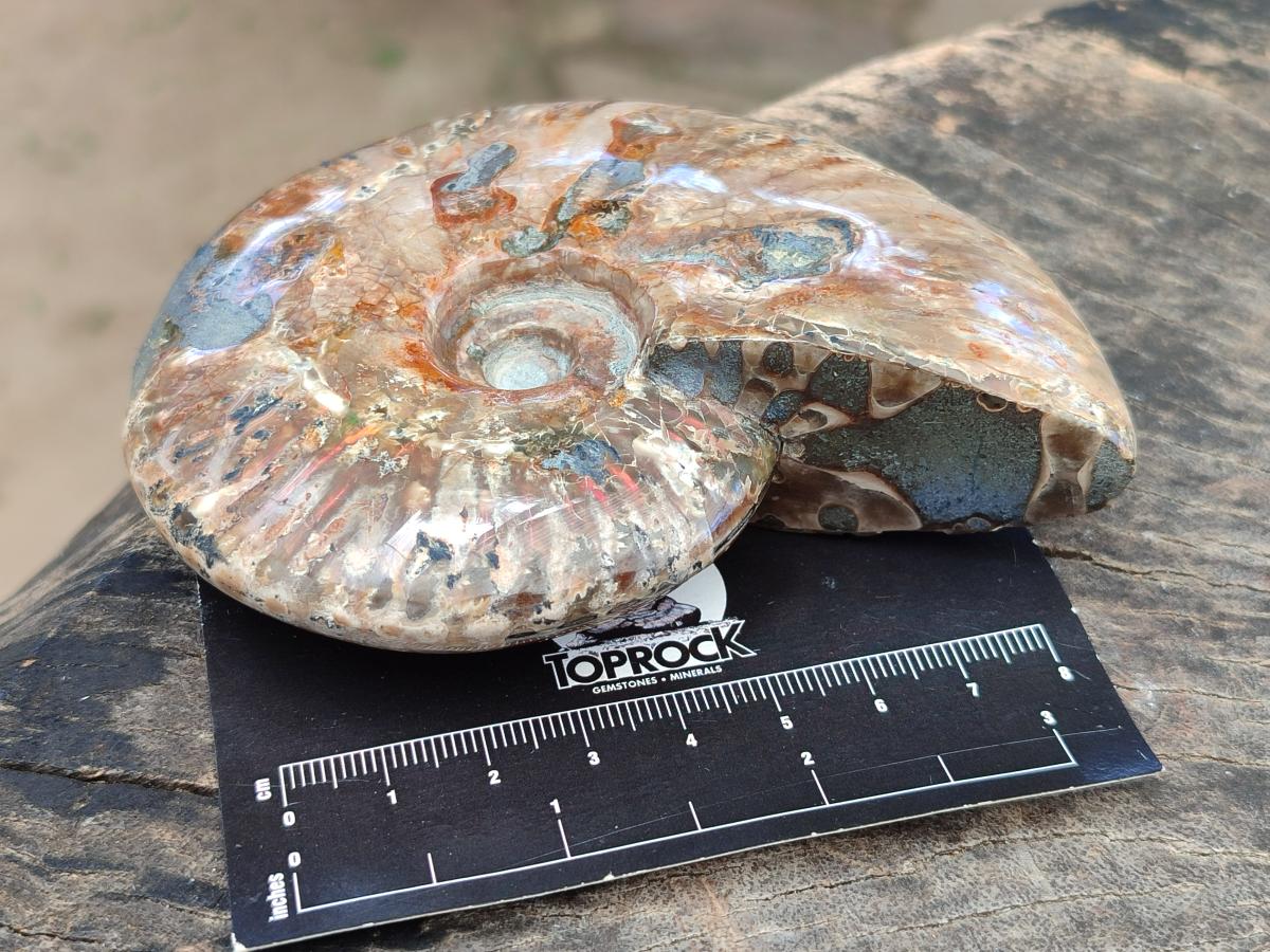 Polished Cleoniceras Red Ammolite Opalized Ammonite Fossils x 2 From Tulear, Madagascar
