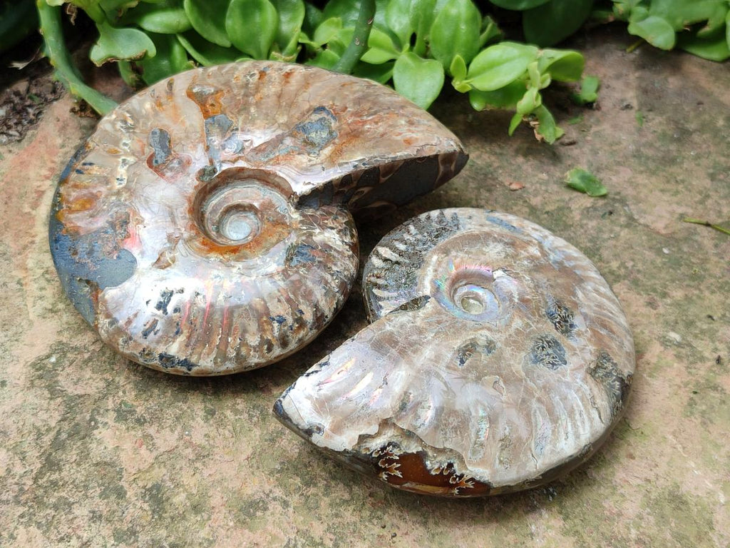 Polished Cleoniceras Red Ammolite Opalized Ammonite Fossils x 2 From Tulear, Madagascar