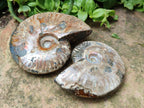 Polished Cleoniceras Red Ammolite Opalized Ammonite Fossils x 2 From Tulear, Madagascar
