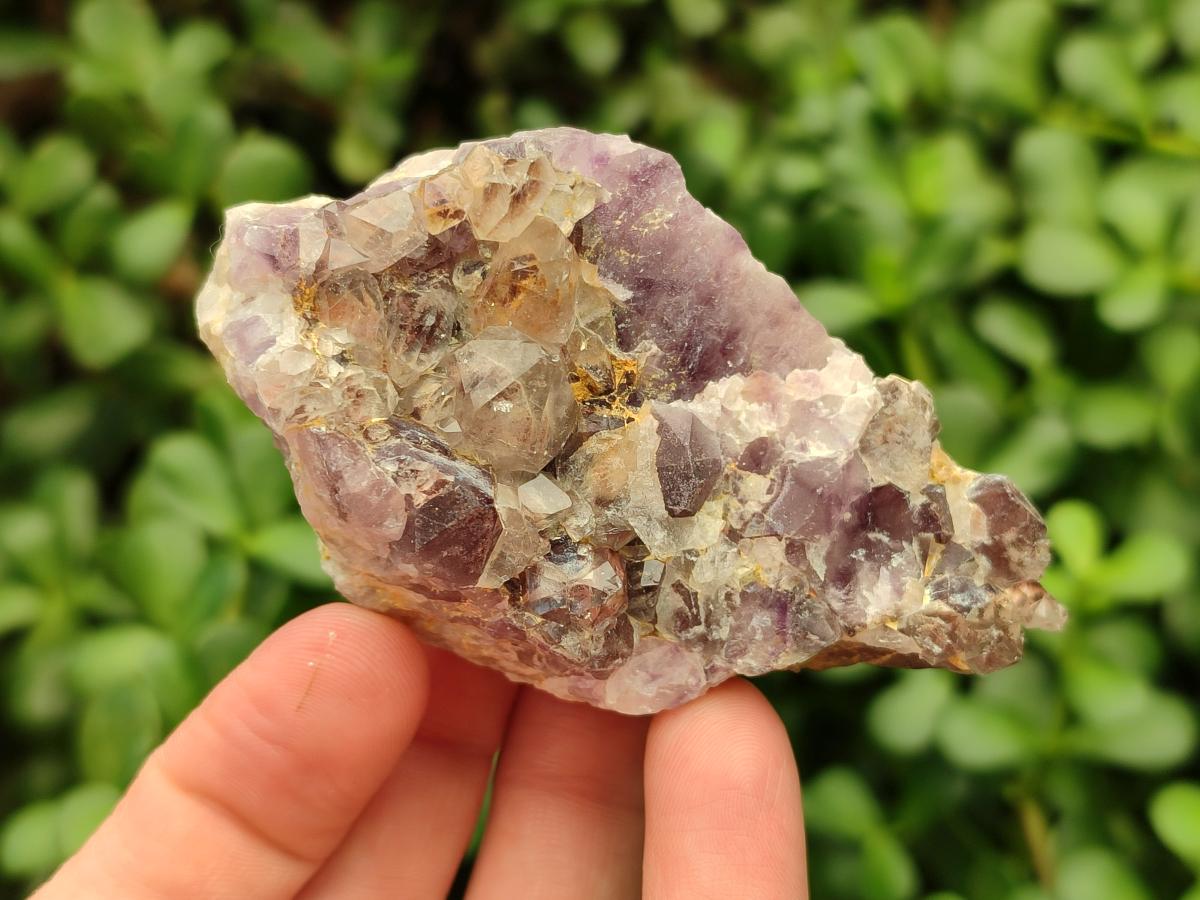 Natural Rare Amethyst Asylum Quartz Clusters x 12 From Luena, Congo