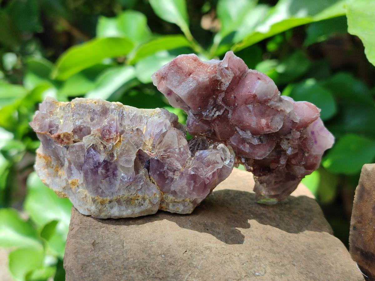 Natural Rare Amethyst Asylum Quartz Clusters x 12 From Luena, Congo