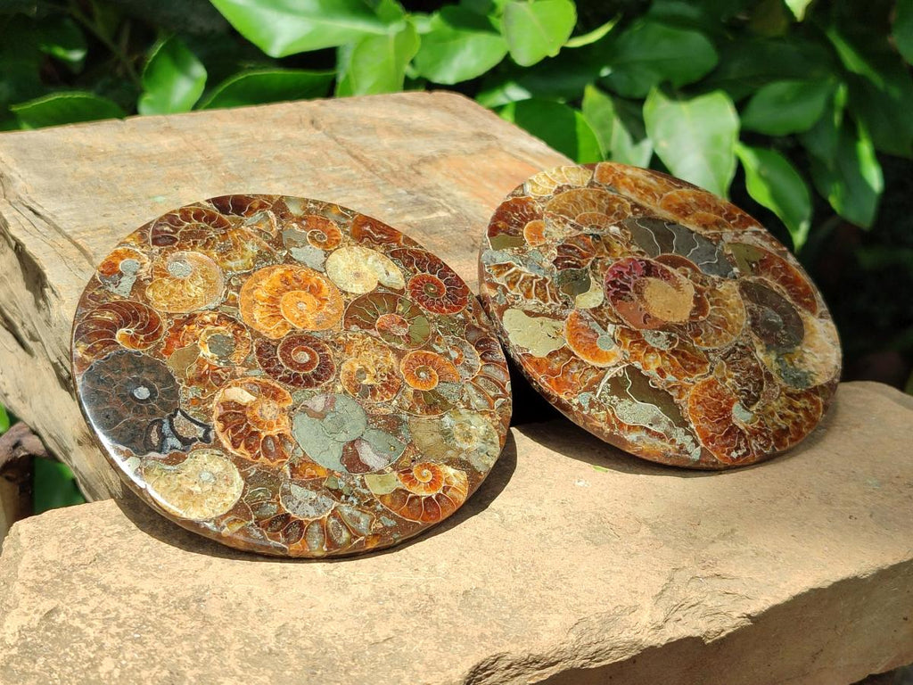Hand Made Ammonite Conglomerate Coffee Table Coasters x 6 From Mahajanga, Madagascar