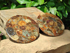 Hand Made Ammonite Conglomerate Coffee Table Coasters x 6 From Mahajanga, Madagascar