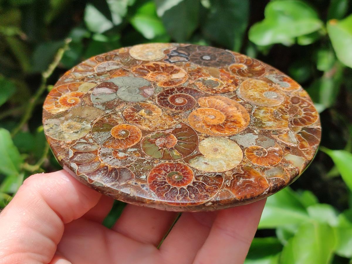 Hand Made Ammonite Conglomerate Coffee Table Coasters x 6 From Mahajanga, Madagascar