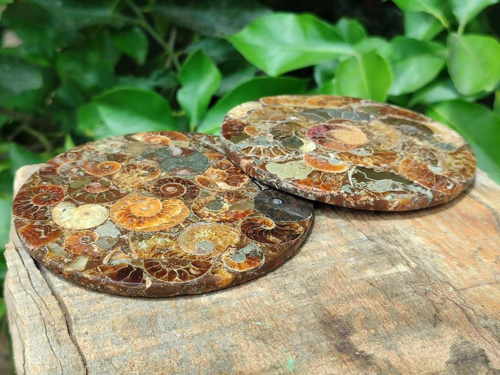 Hand Made Ammonite Conglomerate Coffee Table Coasters x 6 From Mahajanga, Madagascar
