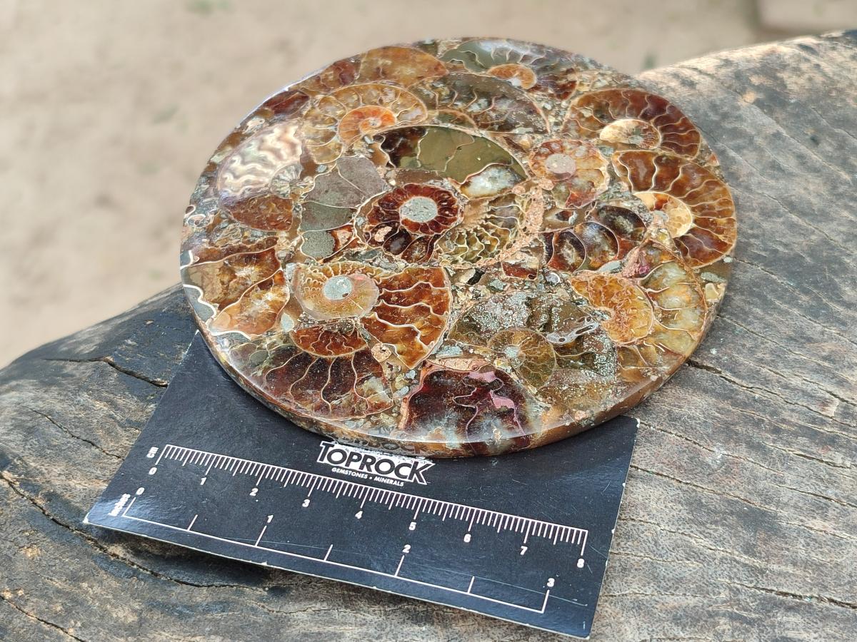 Hand Made Ammonite Conglomerate Coffee Table Coasters x 6 From Mahajanga, Madagascar