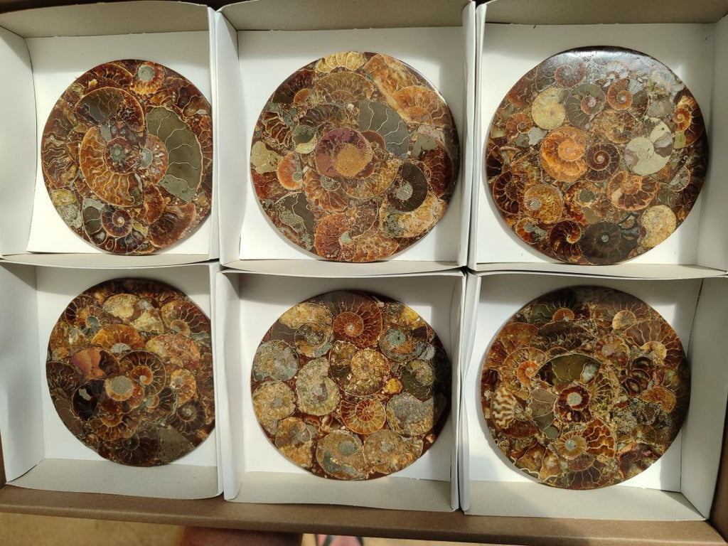 Hand Made Ammonite Conglomerate Coffee Table Coasters x 6 From Mahajanga, Madagascar