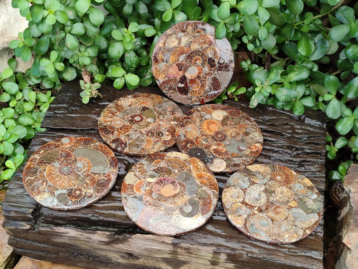 Hand Made Ammonite Conglomerate Coffee Table Coasters x 6 From Mahajanga, Madagascar