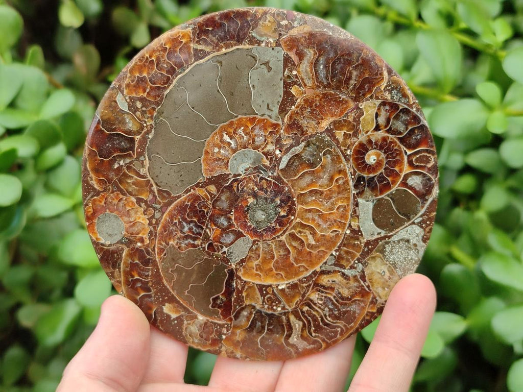 Hand Made Ammonite Conglomerate Coffee Table Coasters x 6 From Mahajanga, Madagascar